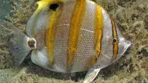 Parachaetodon ocellatus im Aquarium halten