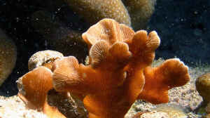 Pavona cactus im Aquarium halten