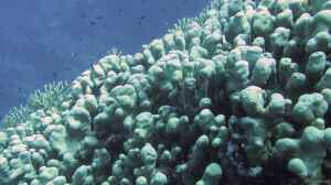 Pavona clavus im Aquarium halten