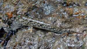 Periophthalmus gracilis im Aquarium halten