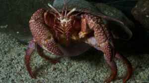 Petrochirus diogenes im Aquarium halten