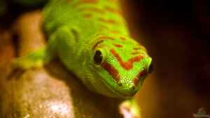 Phelsuma dubia im Terrarium halten