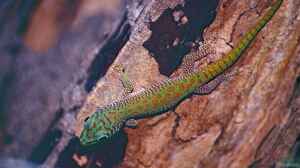 Phelsuma kochi im Terrarium halten