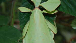 Phyllium westwoodii im Terrarium halten