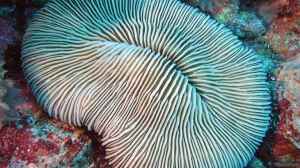 Pleuractis gravis im Aquarium halten