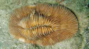 Pleuractis moluccensis im Aquarium halten