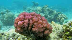 Pocillopora damicornis im Aquarium halten