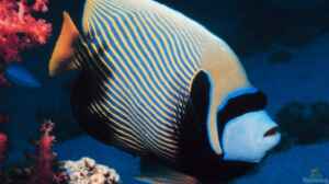 Pomacanthus imperator im Aquarium halten