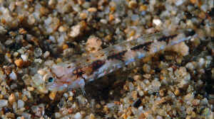 Pomatoschistus bathi im Aquarium halten