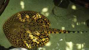 Potamotrygon tigrina im Aquarium halten