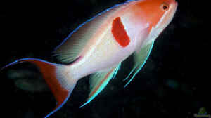 Pseudanthias rubrizonatus im Aquarium halten