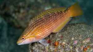 Pseudolabrus eoethinus im Aquarium halten