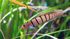 Pterogobius elapoides im Aquarium halten