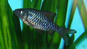 Puntius oligolepis im Aquarium halten