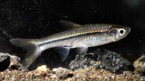Rasbora argyrotaenia im Aquarium halten