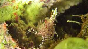 Saron inermis im Aquarium halten