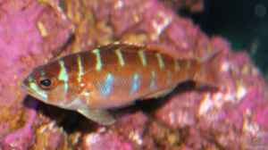 Serranus tortugarum im Aquarium halten
