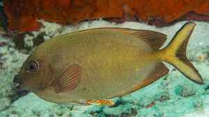 Siganus punctatissimus im Aquarium halten