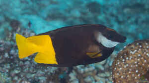 Siganus uspi im Aquarium halten