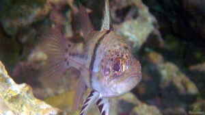 Sphaeramia orbicularis im Aquarium halten