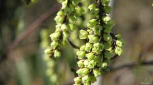Stachyurus chinensis im Garten pflanzen