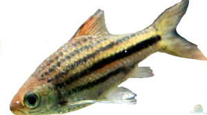 Striuntius lineatus im Aquarium halten