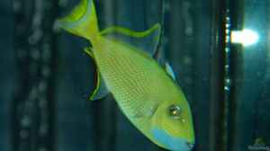 Sufflamen albicaudatum im Aquarium halten