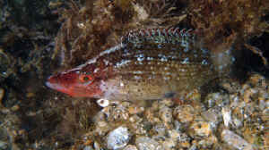 Symphodus rostratus im Aquarium halten