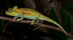 Trioceros hoehnelii im Terrarium halten