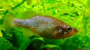 Xenoophorus captivus im Aquarium halten