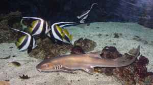 Tauche ein in die Faszination der Meere: Haie im Aquarium – Majestätische Jäger hautnah erleben!