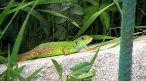 Die versteckte Schönheit: Die Smaragdeidechse am Gartenteich - Ein faszinierendes Zusammenspiel von Natur und Mensch