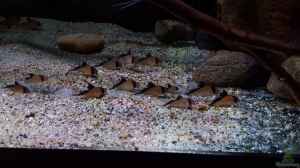 Sand oder Kies: Was ist der bessere Untergrund für dein Aquarium?