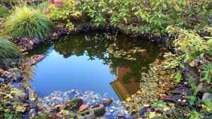 Gartenteich-Glück: Tipps zur Gartenarbeit, um den Teich zu schützen