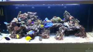 Die optimale Tiefe und Höhe für Aquarien: Ein Leitfaden für Aquarienliebhaber