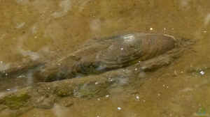 Muscheln als Teichfilter