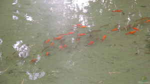 Goldfische im Naturteich: Ein No Go?