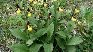 Heimische Orchideen im Garten: Welche Arten sind erlaubt und geeignet?