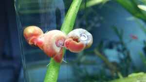 Woher kommen die Mini-Schnecken im Aquarium?