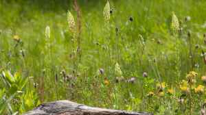 Pflanzenschutzmittel bei Garten mit Teich: Was geht und was nicht?