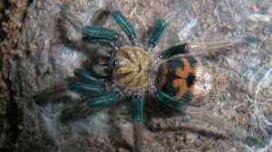 Die Zucht von Vogelspinnen am Beispiel von Chromatopelma cyaneopubescens