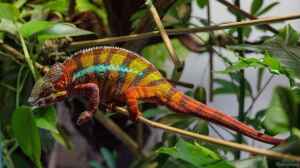 Das Terrarium im Sommer: Worauf achten?