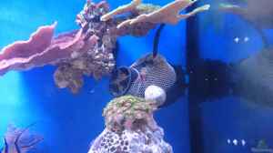 Welche Strömung benötigt man im Meerwasseraquarium?