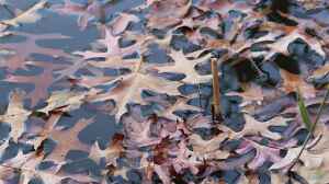 Herbstlaub im Gartenteich: Rechtzeitig vorsorgen