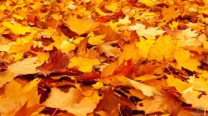 Wohin mit dem Herbstlaub?