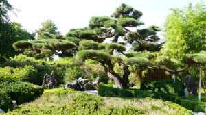 Bonsais im Garten: Ein Guide für die richtige Pflege