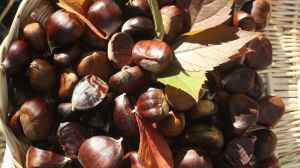 Esskastanien im eigenen Garten: Herbstlicher Genuss aus eigener Ernte