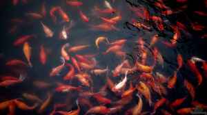 Goldfisch ist nicht gleich Goldfisch: Die Vielfalt der Goldfischarten im Gartenteich