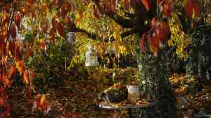 Herbst im Garten – Was jetzt NICHT zu tun ist