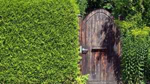 Die besten Gartenpflanzen für Sichtschutz: Ideen für Garten und Terrasse